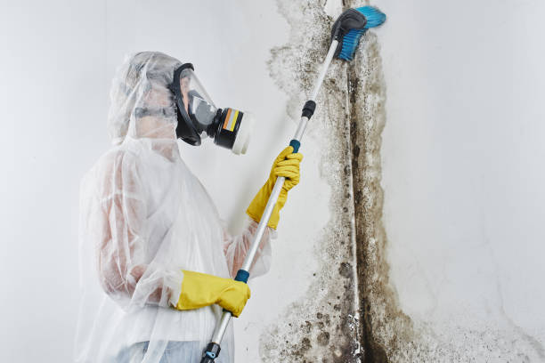 Mold Removal and Inspection in Freeport, FL