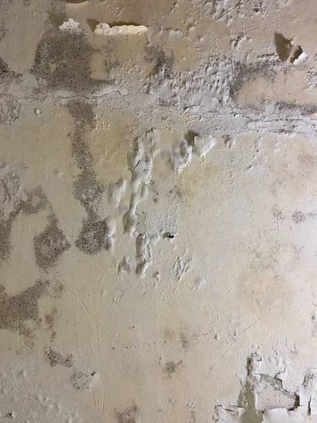 Best Home Mold Removal  in Freeport, FL