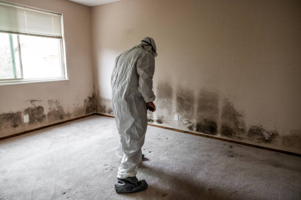 Best Commercial Mold Removal  in Freeport, FL