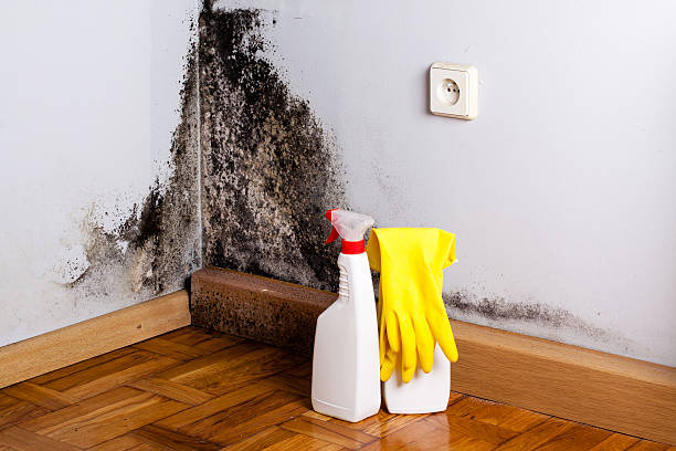 Best Mold Removal Process  in Freeport, FL